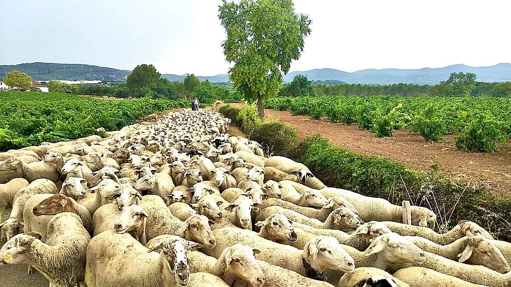 Rebaño utilizando una estrecha canana entre viñedos en el Penedès (Archivo Sitjes-Rovira)