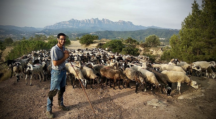 El pastor Sergi Albà de transhumància hacia Gósol en su paso por Montserrat. (Archivo Sitjes-Rovira)