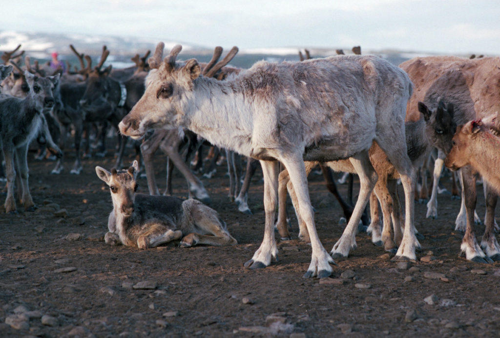 Reindeer, calf marking 