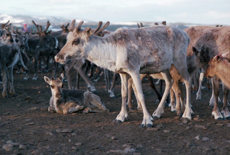 Linneaus Sheeptrack - Reindeer