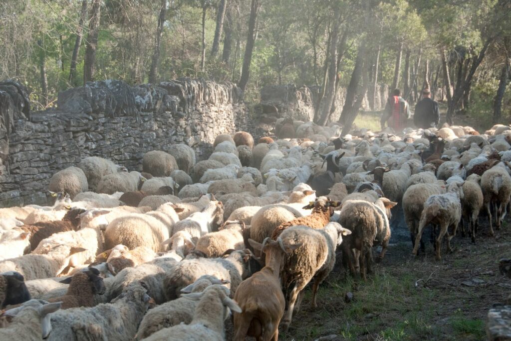 Muros de piedra delimitando la vía pecuaria.