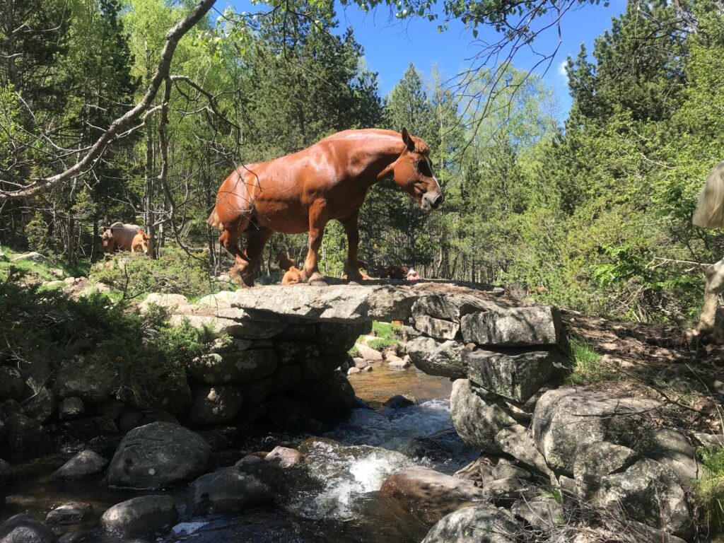 Caballos de transhumancia hacia los pastos de Les Bulloses (Francia)  (Archivo Asociación Camí Ramader de Marina)