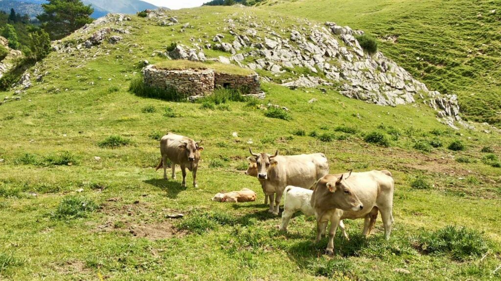 Ganado en las pastures del Pla d’Anyella (Archivo Sitjes-Rovira)