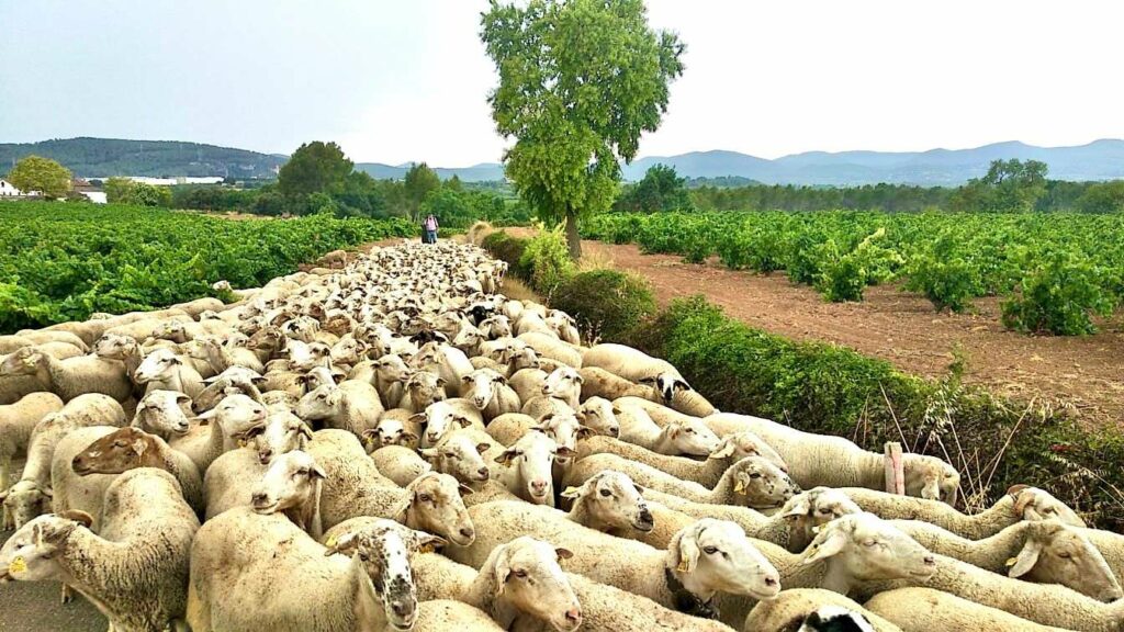 Rebaño utilizando una estrecha canana entre viñedos en el Penedès (Archivo Sitjes-Rovira)